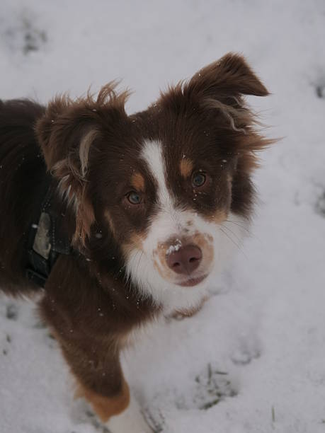 istock Brown and white dog is standing in the snow 2226955713