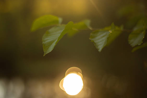 Golden Sunset Reflected in Lake