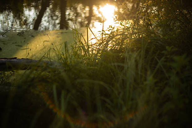 Golden Sunset Reflected in Lake