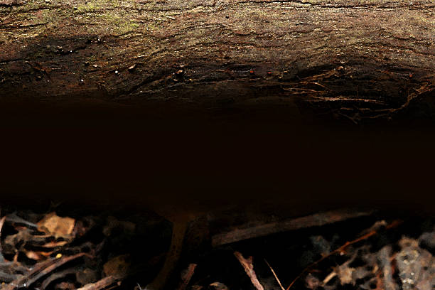 Natural brown duotone image background material featuring a large tree trunk from the top, a black background in the middle, and forest soil at the bottom.