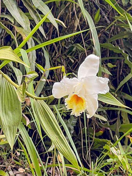 White orchid with yellow center blooming among green leaves in a dense tropical forest. Close-up of exotic flower in natural habitat. Tropical flora and wild orchid plant.
