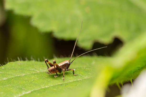 istock Juvenile Pholidoptera griseoaptera on leaf – short-winged bush-cricket macro close-up 2226958455