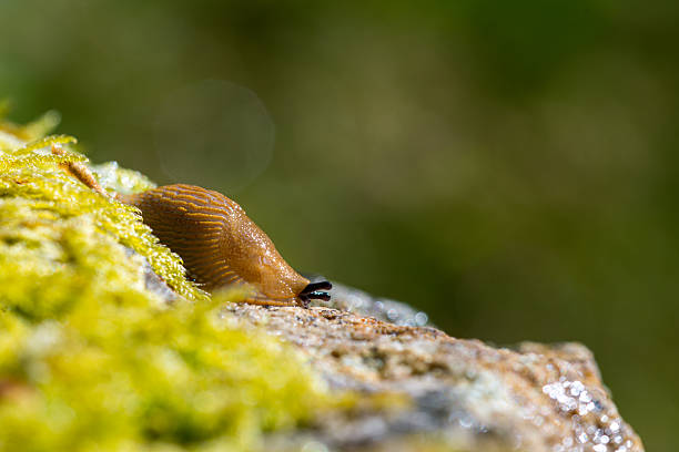 istock Spanish slug (Arion vulgaris) crawling on mossy rock — close-up view 2226958531
