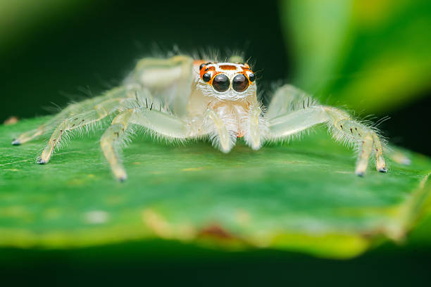 istock Jumping spider resting on green leaf in nature 2226958548