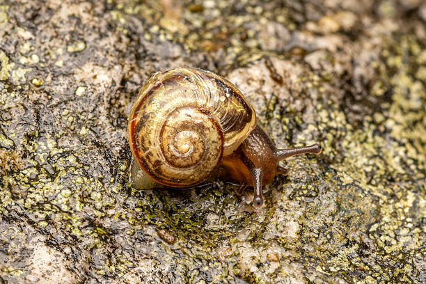 istock Land snail (Cepaea spec.) on lichen-covered stone — macro photography 2226958568