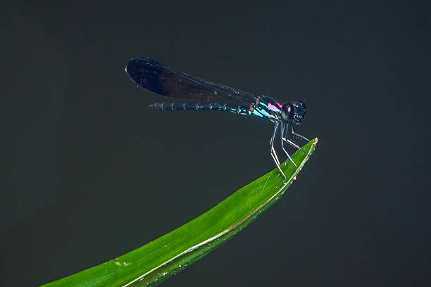 Blue damselfly perching on green plant leaf edge
