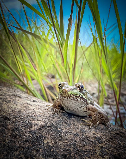 istock Guardian of the lily pads. 2226959573