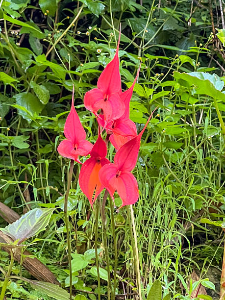 istock Bright Red Tropical Orchid in Green Foliage 2226959708