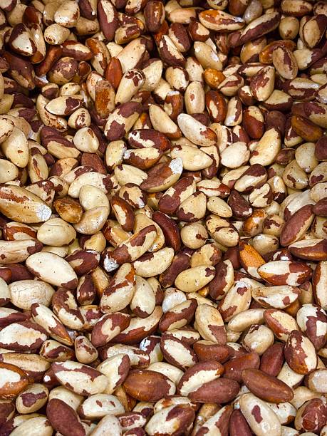 Brazil nut peeled top view