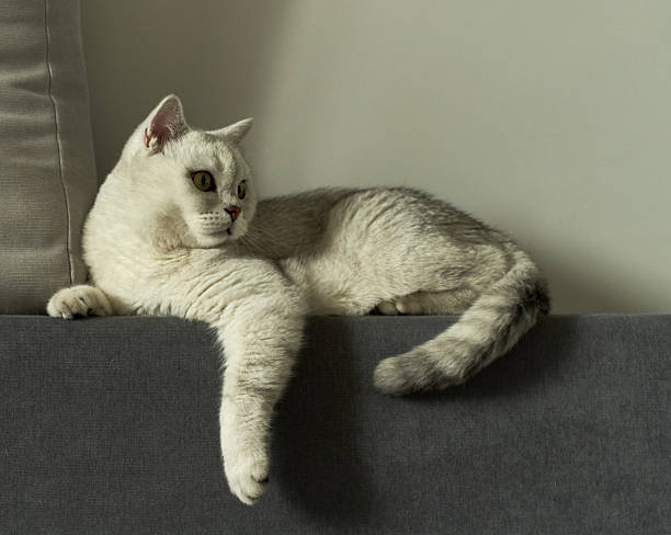 Scottish white cat lies on a sofa in an apartment
