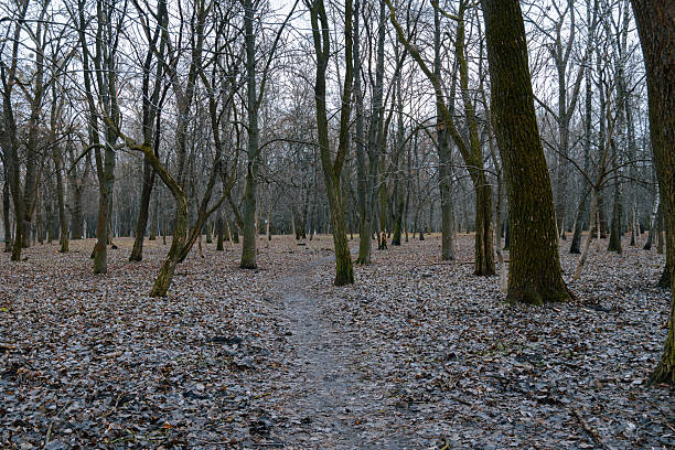 istock ugly depressive forest bare branches trees March month time 2226963312