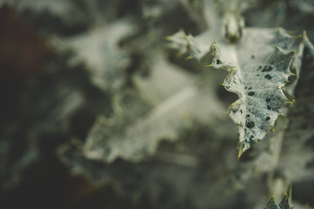 Close-up of a wild spiny leaf with sharp edges and dark spots, captured in natural light with artistic shallow depth of field.
