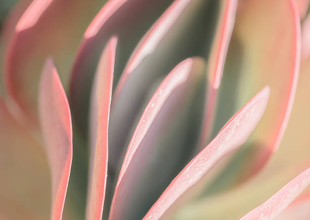 istock Selective focus close up blurred image of plant leaves Cactus Leaves (Kalanchoe Thyrsiflora) 2226964224
