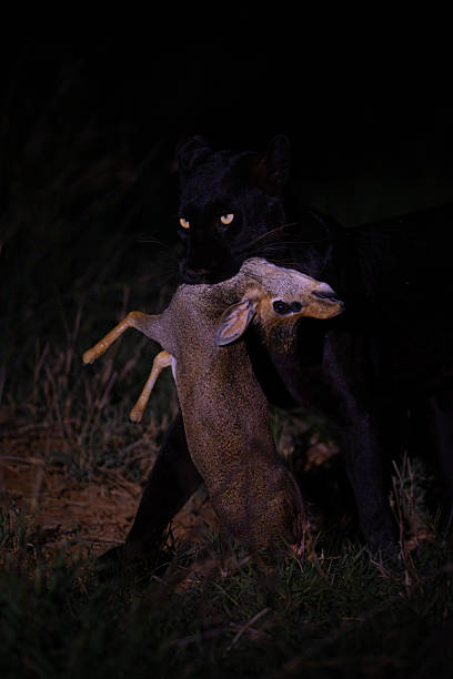 istock Close-up of female black leopard carrying dik-dik 2226964518