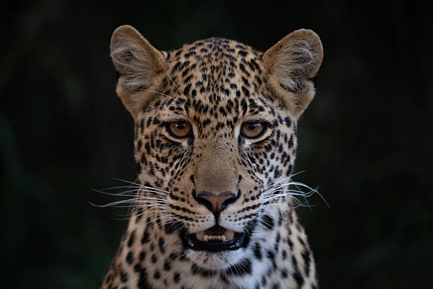 istock Close-up of male leopard cub facing camera 2226964580