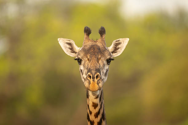 istock Close-up of Masai giraffe staring toward camera 2226964635