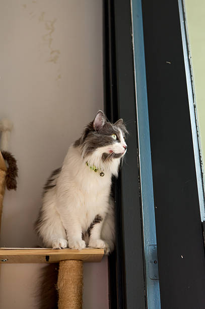 istock Curious cat sitting on cat tree and looking out window 2226964909