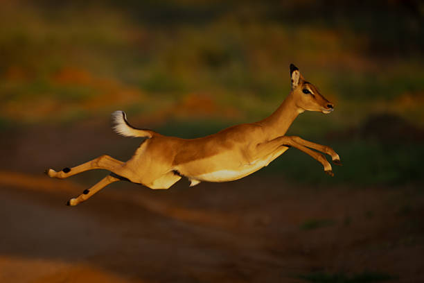 Female impala jumps across road with catchlight