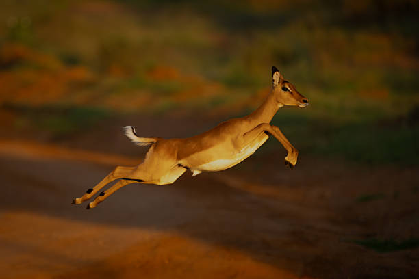 istock Female impala with catchlight jumping across road 2226965307