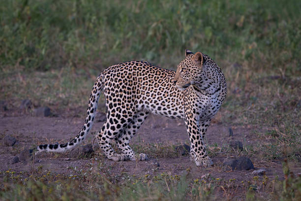 istock Female leopard stands looking back over shoulder 2226965605