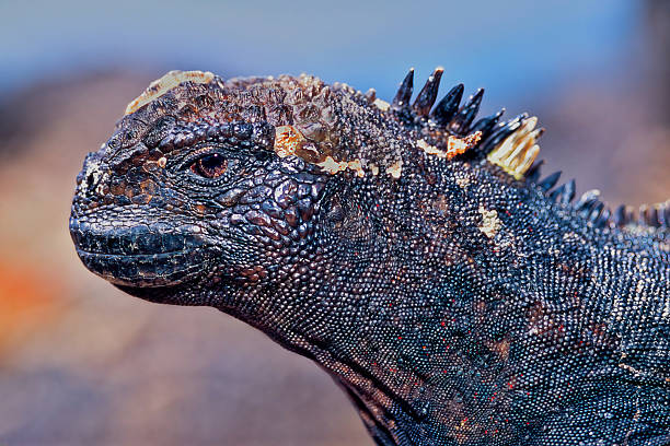 Galapagos marine iguana (Amblyrhynchus cristatus) in Galapagos archipelago (Ecuador)