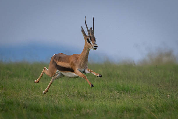 istock Grant gazelle jumps over grass on plain 2226967198
