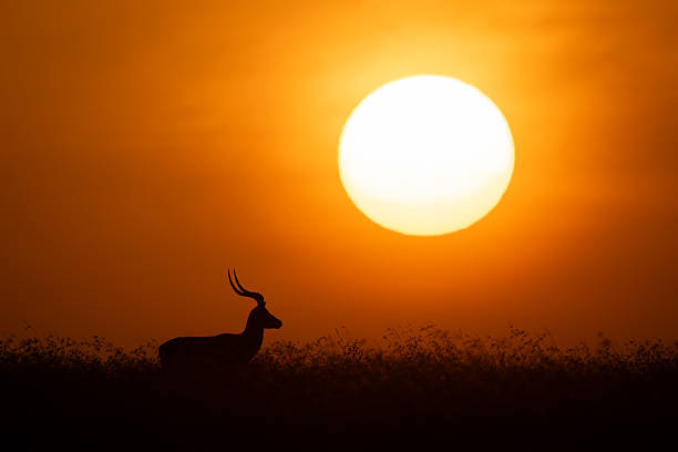 Impala stands facing sun on grassy horizon