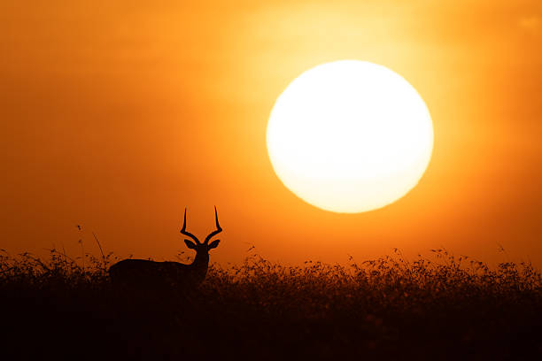 istock Impala stands near sun on grassy horizon 2226968428