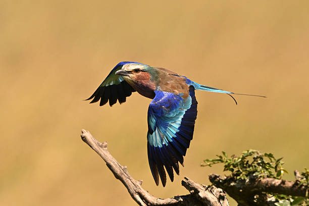 istock Lilac-breasted roller flaps wings leaving leafy branch 2226968460