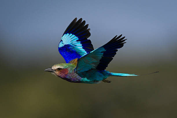 istock Lilac-breasted roller flies past lifting both wings 2226968527