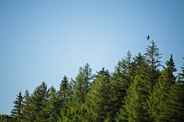 istock Bright green coniferous trees against a clear blue sky. 2226969183