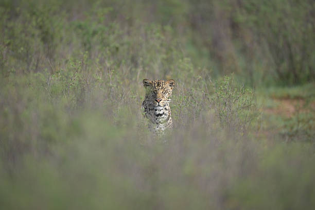 istock Male leopard sits watching camera from bushes 2226969435