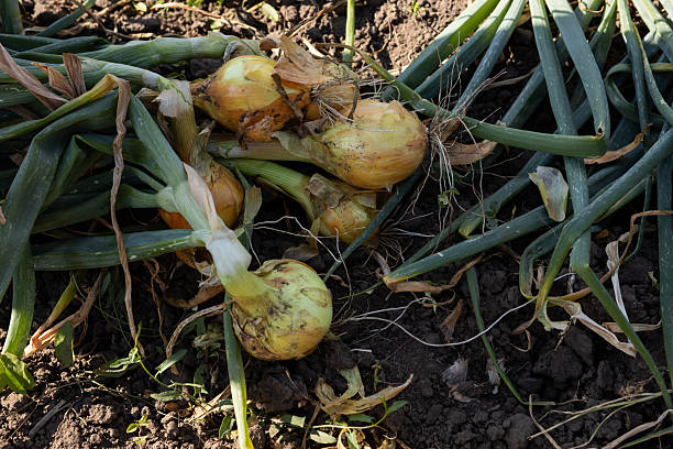 istock Fresh onions harvest on ground vegetables garden 2226970360