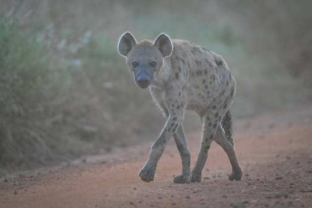 Spotted hyena walks along track past camera