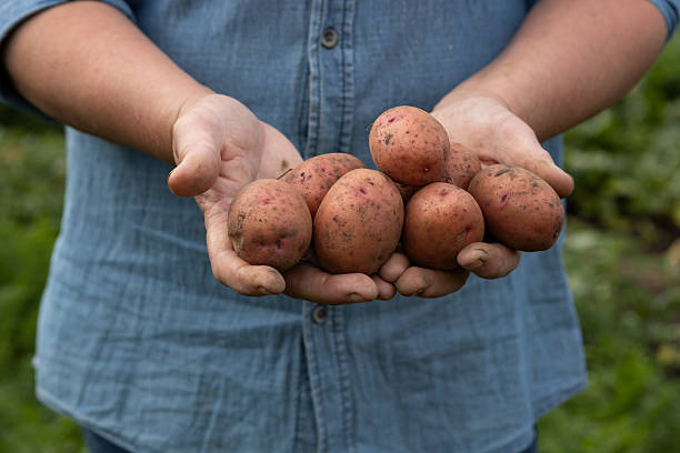 istock Red potatoes in hands in vegetables garden 2226970632