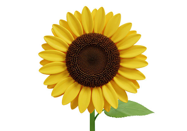 istock Isolated Bright Yellow Sunflower with Green Leaf 2226971379