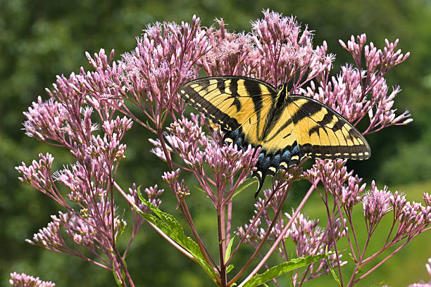 Female eastern tiger swallowtail butterfly on Joe-Pye weed in summer, Connecticut