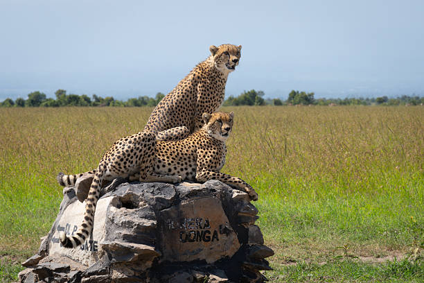 istock Two male cheetahs scan savanna on marker 2226973338