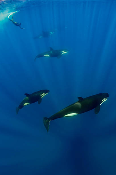 istock Group of orcas (Orcinus orca) and free diver (Sea of Cortez) Mexico 2226973427