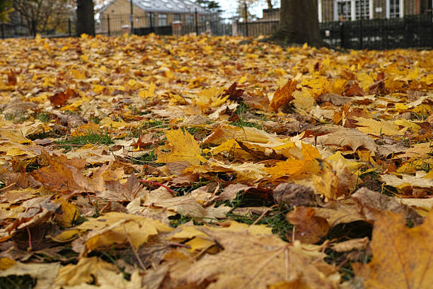 Acer platanoides (Norway Maple) in Autumn Colour