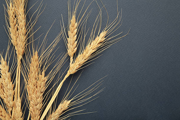 istock Ears of wheat on dark blue background. Space for text 2226975086