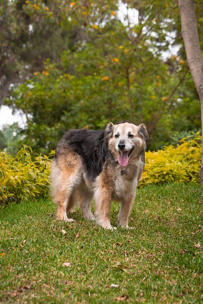 istock Old mixed breed dog walking through park on a winter day 2226975093