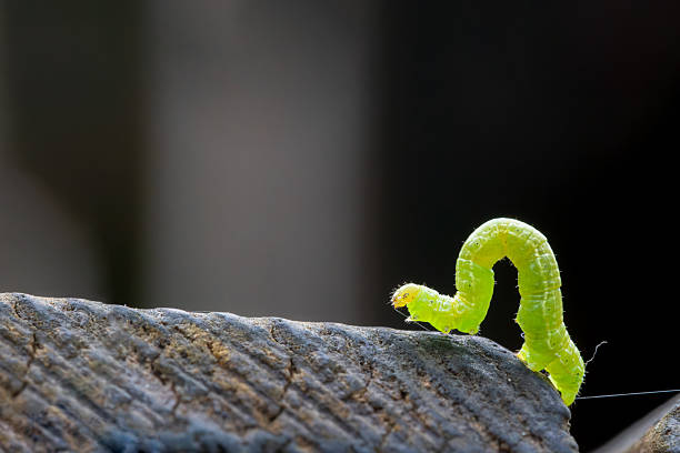 A macro image of the caterpillar of Operophtera brumata, also known as the winter moth, crawling across a textured wooden surface. This geometrid larva is known for its looping movement and camouflage abilities.