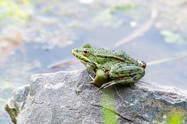 istock Green frog (Pelophylax spec.) resting on a rock surrounded by water 2226976328