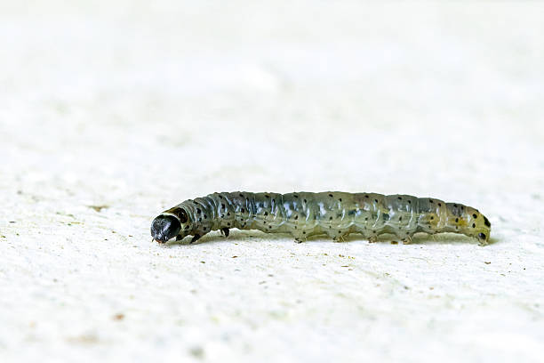istock Tortrix viridana caterpillar (oak leafroller) on white background, macro detail 2226976346