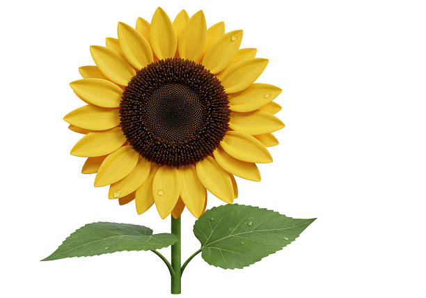 istock Isolated Sunflower with Droplets on Petals 2226976646