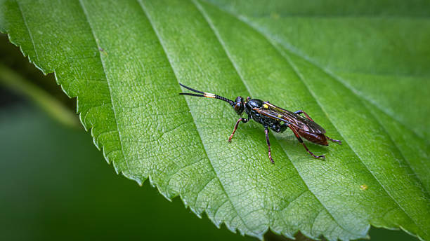 istock Ichneumon annullatorius, Ichneumonidae, hymenoptera. 2226979245