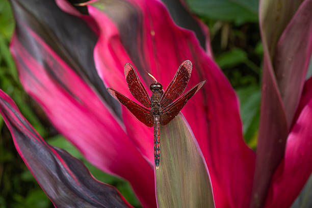 An Indonesian Red-winged Dragonfly or Straight-edge Red Parasol  in the rain forest of Sidemen, Bali, Indonesia.