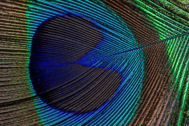 istock Macro peacock feather texture,Abstract peacock feather, macro close up. Vivid exotic bird feather background. 2226979491