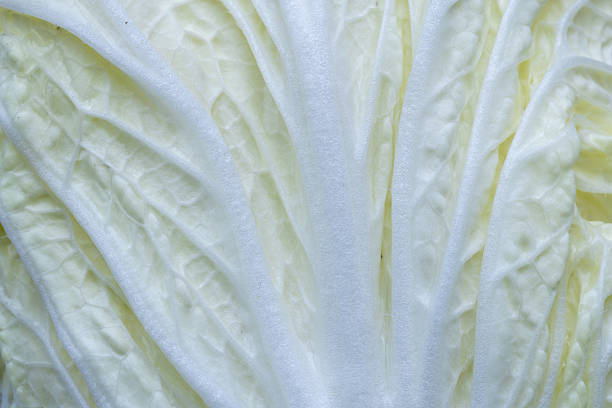Macro cabbage,White cabbage in section. Cut cabbage. Light leaves of early cabbage,Close-up of cabbage leaf surface, Macro shot of cabbage leaf.